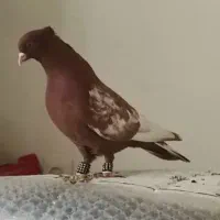 کفتر سینه سرخ و سرک سرخ عتیقه