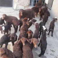 گوسفند و بره
