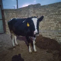 گاو شیری|حیوانات مزرعه|تاکستان, |دیوار