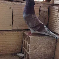 کبوتر