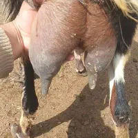 بز جوان شیری بابزغاله ماده وفروش شیر بز