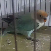 جوجه طوطی برزیلی