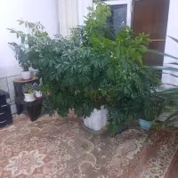گل شفلرا|گل و گیاه طبیعی|رامشه, |دیوار