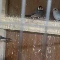 فنچ نرگسی نر