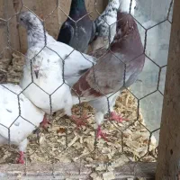 کبوتر کفتر پرشی و زینتی