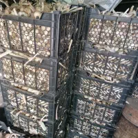 سیر درجه یک بذری