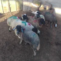 بره نرماده گله ای|حیوانات مزرعه|کرمان, |دیوار