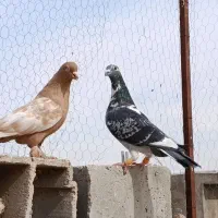 سینه زرد خوب
