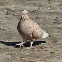 کله ای|پرنده|بندر ماهشهر, |دیوار