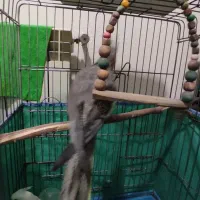 ماده عروس هلندی