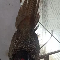 پرنده زینتی|پرنده|بابل, |دیوار