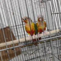 جفت گرینچیک آناناسی رد مولد|پرنده|اهواز, کمپلو جنوبی|دیوار