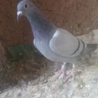 کفتر آلمانی