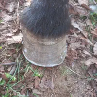 خدمات نعل بندی اسب