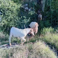 گیسه زه اول با کهره نر