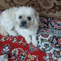 واگذاری سگ|سگ|رشت, لاکان|دیوار