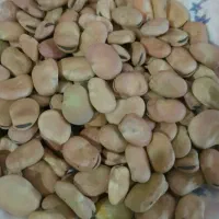 بذر باقالا ،باقالی، باقالا رقم فیض،باقالا رقم برکت|گل و گیاه طبیعی|اصفهان, سلطان‌آباد|دیوار