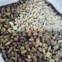 کشمش سایه خشک / ارگانیک