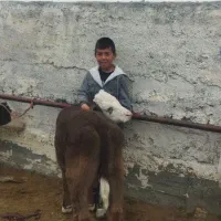 میدان دام بندرترکمن و اق قلا