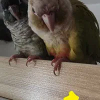 گیرینچیک سخنگو دو عدد|پرنده|گلستان (تهران), |دیوار