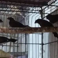 فنج سفید. زبرا .نرگسی. بنگالی|پرنده|آستانه اشرفیه, |دیوار