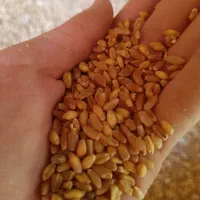 گندوم فروشی