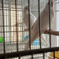 عروس هلندی مولد وجوجه  سرلاکی