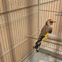 سهره چهارگل مست