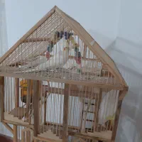 پرنده جفت لوتینو با قفس دست ساز چوبی|پرنده|فیروزکوه, |دیوار