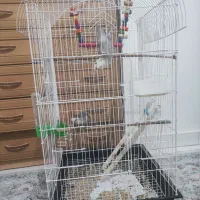 طوطی برزیلی|پرنده|نظرآباد, شهرک آزادگان|دیوار