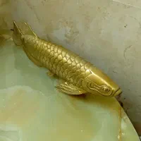 ماهی آورانا برنزی و شکلات خوری