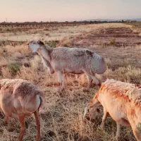 یک راس قوچ جوان ،سنگین وزن چینی