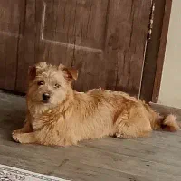 واگذاری رایگان اشپیتز تریر