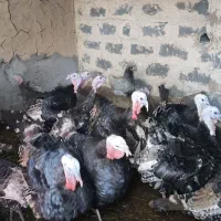 بوقلمون  محلی|حیوانات مزرعه|شیروان (خراسان), |دیوار