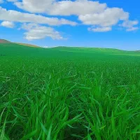 گندم بذری هشترود خالص