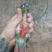 جفت گرینچک جوجه برزیلی|پرنده|قرچک, زیبا شهر|دیوار