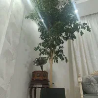 گل طبیعی|گل و گیاه طبیعی|مشهد, ایثارگران|دیوار