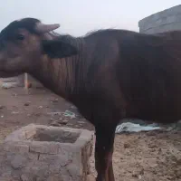 گوساله گاومیش نر 18ماهه