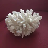 اکواریوم ستونی|ماهی|باغستان, |دیوار