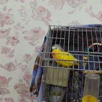 طوطی برزیلی جفت با لوازم|پرنده|امیدیه, |دیوار