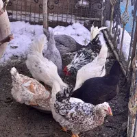 تخم نطفه دارگلین|حیوانات مزرعه|بومهن, |دیوار