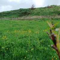 زمین ویهج مناسب باغ|فروش دفتر صنعتی، کشاورزی، تجاری|قروه, |دیوار