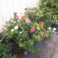 نهال انگور و انجیر و گل|گل و گیاه طبیعی|شیراز, رکن‌آباد|دیوار
