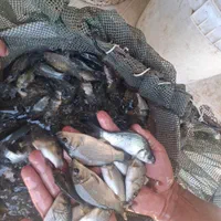 ماهی کپور برای استخر های کشاورزی|ماهی|کاشان, شهرک فرهنگیان|دیوار