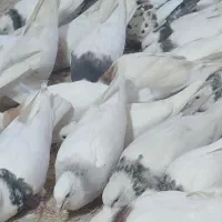 پرنده