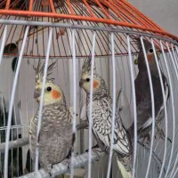 سه  عدد جوجه  عروس هلندی|پرنده|صومعه‌سرا, |دیوار