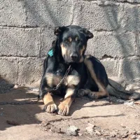 سگ رتوایلر|سگ|سیرجان, |دیوار