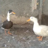 مرغابی/اردک 5 ماهه