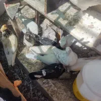 کفتر ،،پاپر و کاکلی رنگی و سفید|پرنده|قم, نوبهار|دیوار