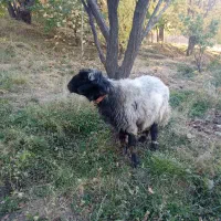 شیشک قوچ بختیاری